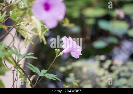 Ruellia Simplex Mexican Petunia Mexican Bluebell Britton's Wild Petunia Purple Blue Flower Stock Photo