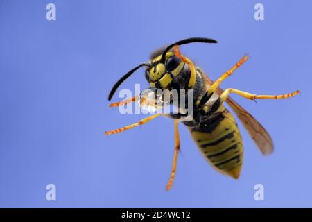 Wasp (Vespula vulgaris or germanica) sits outside the window and drinks from water drop, isolated on blue background. Stock Photo