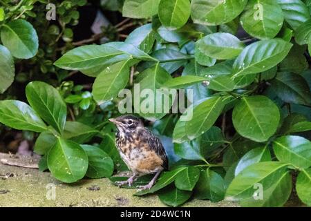 Cute little American Robin Fledgling, Turdus migratorius, in a Greenwich Village courtyard, New York City, NY, USA Stock Photo