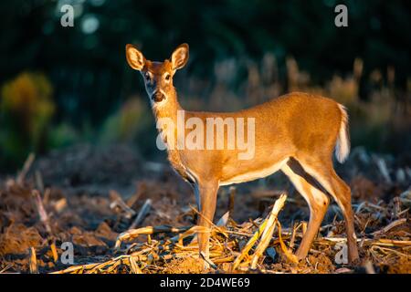Young white-tailed deer, buck (Odocoileus virginianus) in  a Wisconsin farm field, horizontal Stock Photo