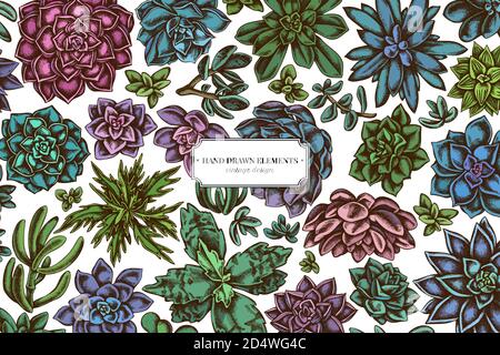 Floral design with colored succulent echeveria, succulent echeveria, succulent Stock Vector
