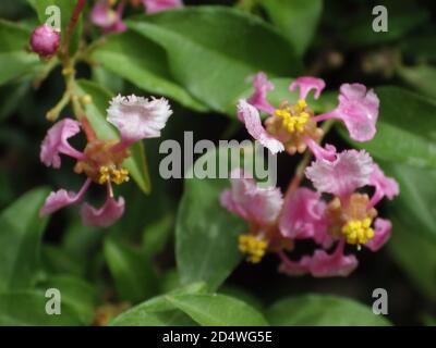 Closeup shot of malpighia glabra pink flowers Stock Photo