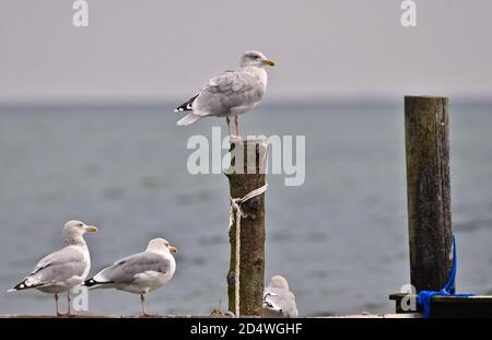 Single Seagulls, close up,  sitting on a pole in beautiful pastel pink light at the shore Stock Photo