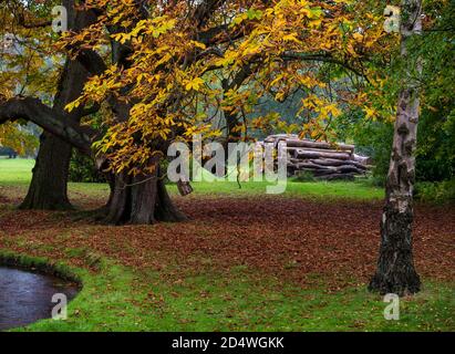 Pile of logs and Autumn trees during wet weather, Gosford Estate, East Lothian, Scotland, UK Stock Photo