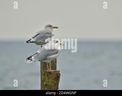 Single Seagulls, close up,  sitting on a pole in beautiful pastel pink light at the shore Stock Photo