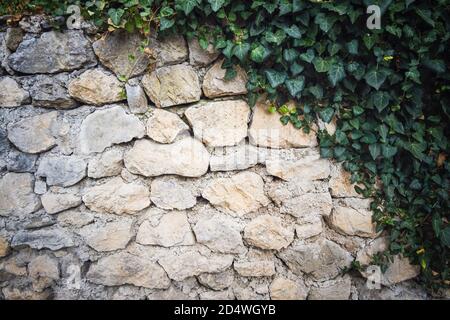 Old stone wall with ivy as background. High quality photo Stock Photo