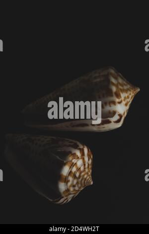 Cone Shell Macro close up, selective focus Stock Photo