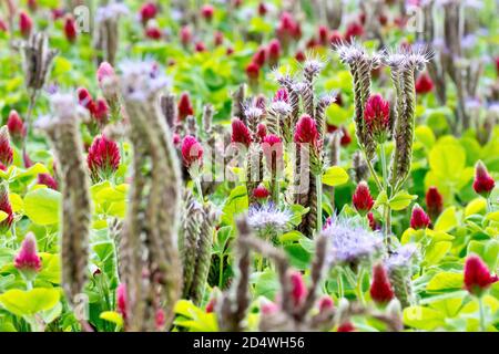 Close up of the last flowering of Phacelia and Crimson Clover (trifolium incarnatum) planted in the margin of a field to aid biodiversity. Stock Photo