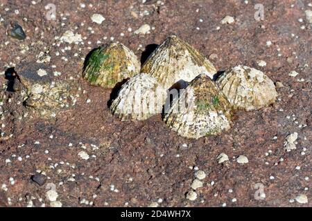 Close up of a cluster of limpets (patella) attached to a slab of red sandstone after the tide has gone out. Stock Photo