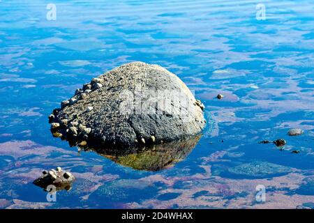 A black rock, encrusted with barnacles and limpets, sitting in the middle of a rock pool on the beach, the blue sky reflected in the water. Stock Photo