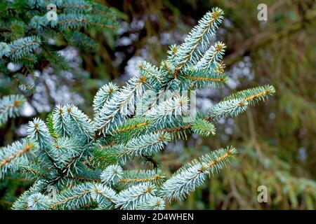 Sitka Spruce (picea sitchensis), close up showing a branch of the distinctly blueish needles of the tree. Stock Photo