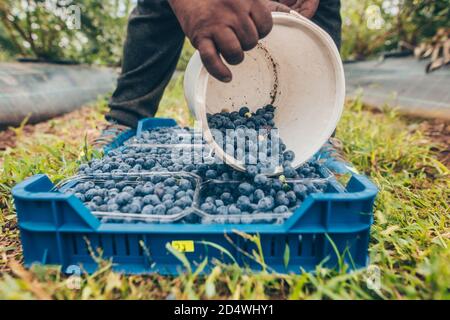 A farmer harvested fresh, bio blueberries on the huge farm, food concept of fruit Stock Photo