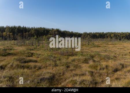 Territory of Sestroretsk swamp reserve. Saint-Petersburg. Russia Stock Photo