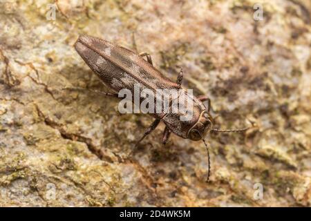 Metallic Wood-boring Beetle (Agrilus lecontei) Stock Photo