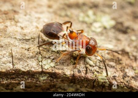 Encyrtid Wasp (Encyrtus sp.) Stock Photo