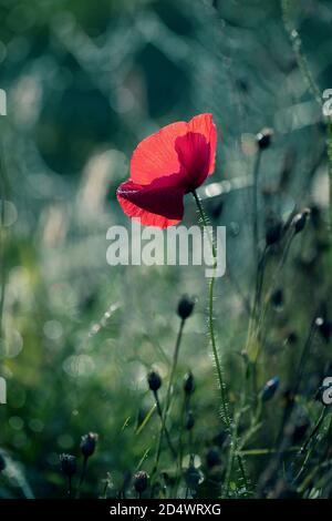 Photo of poppies as a background for your design Stock Photo