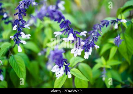 White and blue sage (Salvia 'Phyllis Fancy') flowers with brachteae in October with a blurred background of green leaves Stock Photo