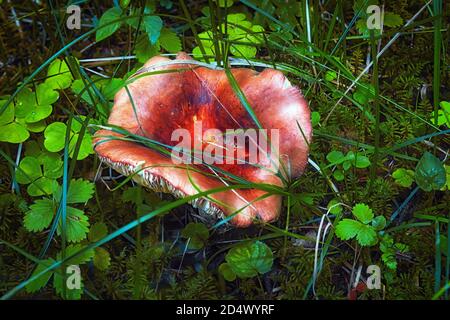 Russula emetica, commonly known as the sickener, emetic russula, or vomiting russula mushroom Stock Photo