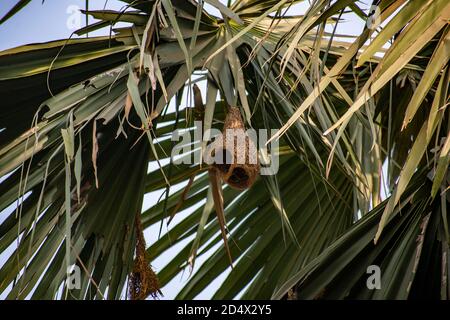 a nest of tailor bird called babui in bengali Stock Photo