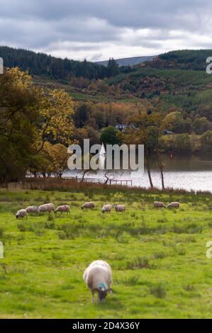 Kinlochard, Scotland, UK. 11th October, 2020. UK Weather: A small boat on Loch Ard which is in Loch Lomond and The Trossachs National Park. Credit: Skully/Alamy Live News Stock Photo