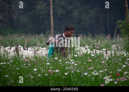 Khirai Midnapore, West Bengal, India - 11th October 2020 : farmer working in flower field and collecting flowers Stock Photo