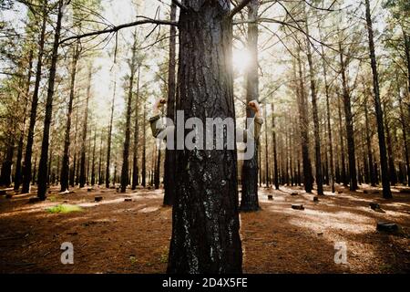 Caucasian male submerged in nature while hugging tree in lush woodlands  Stock Photo