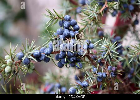 Green branch of juniper with blue berries Stock Photo