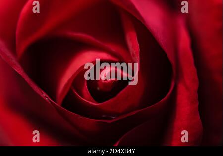 a close up rose with details Stock Photo