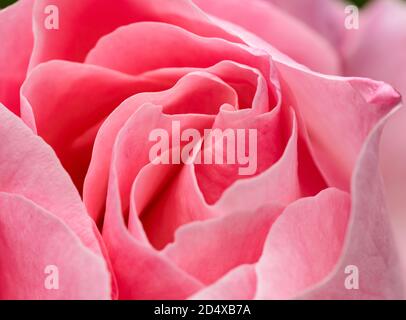 a close up rose with details Stock Photo