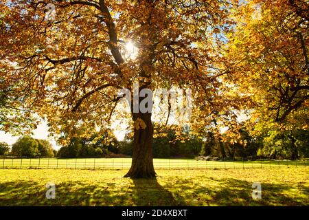 Colourful Autumn nature around chalfont st giles, Chilterns, England Stock Photo