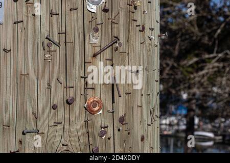 old rusty nails and staples stuck in a rough plank of wood Stock Photo