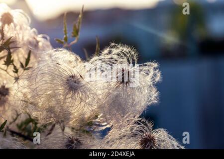 Fluffy clematis seed heads against the sun (Rooftop of Warsaw University Library Roof Garden, Warsaw Poland) Stock Photo
