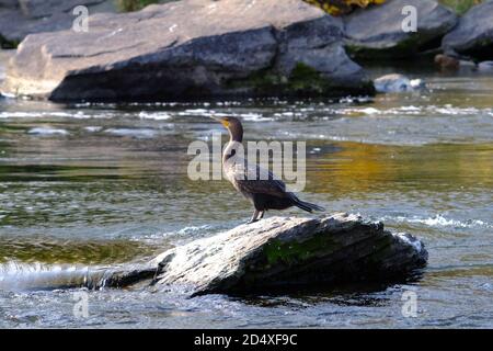 Juvenile double-crested cormorant (Phalacrocorax auritus)sitting on a rock in the Rideau River at Hog's Back. Ottawa, Ontario, Canada. Stock Photo
