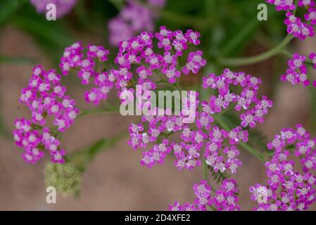 Achillea millefolium 'Island Pink