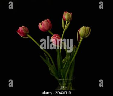 Bouquet of pink tulip buds and green leaves, in a glass vase, viewed from the side, only top of container shown, agasint black background, with leaves Stock Photo