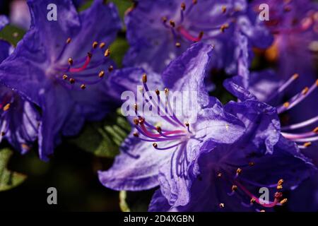 This is a compact, evergreen rhododendron with aromatic, evergreen leaves and stunning, violet-blue blooms. Stock Photo