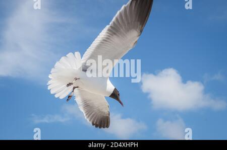 Seagull flying with wings wide open on a bright sunny day Stock Photo