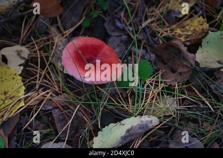 Russula emetica, commonly known as the sickener, emetic russula, or vomiting russula mushroom Stock Photo