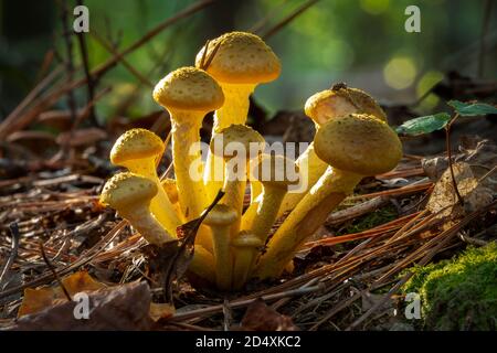 Cluster of Honey Mushrooms (Armillaria mellea) in the forest backlit by the sun. Raleigh, North Carolina. Stock Photo