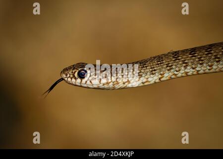 Caspian whip snake - Dolichophis caspius also Coluber caspius, known as the large whipsnake, the largest species of snake in Europe, found in the Balk Stock Photo