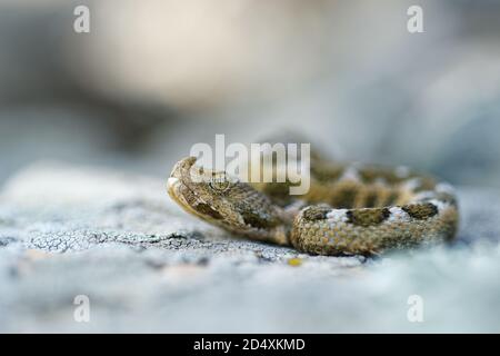 Nose-horned Viper - Vipera ammodytes also horned or long-nosed viper, nose-horned viper or sand viper, species found in southern Europe, Balkans and M Stock Photo