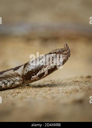 Nose-horned Viper - Vipera ammodytes also horned or long-nosed viper, nose-horned viper or sand viper, species found in southern Europe, Balkans and M Stock Photo