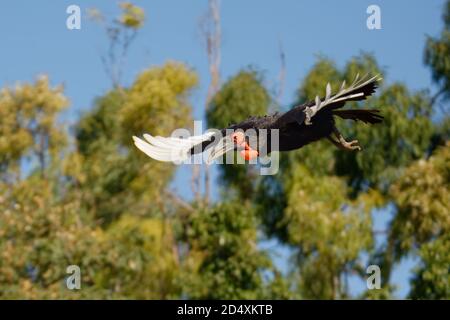 Flying Southern Ground-Hornbill - Bucorvus leadbeateri next to the elephant carrion, formerly Bucorvus cafer, largest hornbill worldwide, found in the