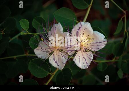 Closeup of two blooms of the caper plant creeper, Capparis spinosa, almost glowing in the early morning sun Stock Photo