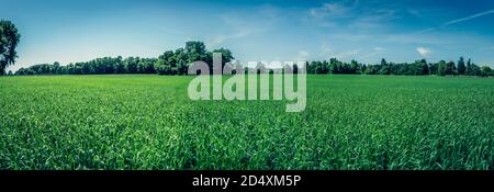 Panorama of a new green wheat field with trees and hedges in the background under a bright blue sky with wispy clouds. Stock Photo