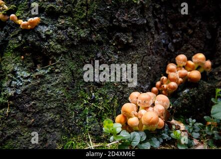 small mushrooms grown on an old tree Stock Photo
