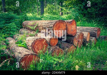 A stack of large pine lumber logs in grass on the edge of a forest Stock Photo