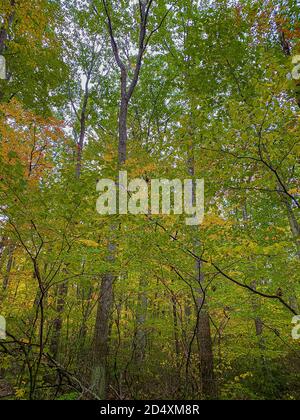 Trees starting to transform during the Fall Season in Connecticut Stock Photo