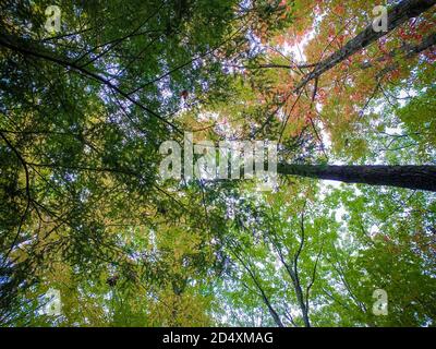 Trees starting to transform during the Fall Season in Connecticut Stock Photo