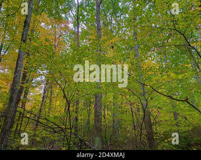 Trees starting to transform during the Fall Season in Connecticut Stock Photo
